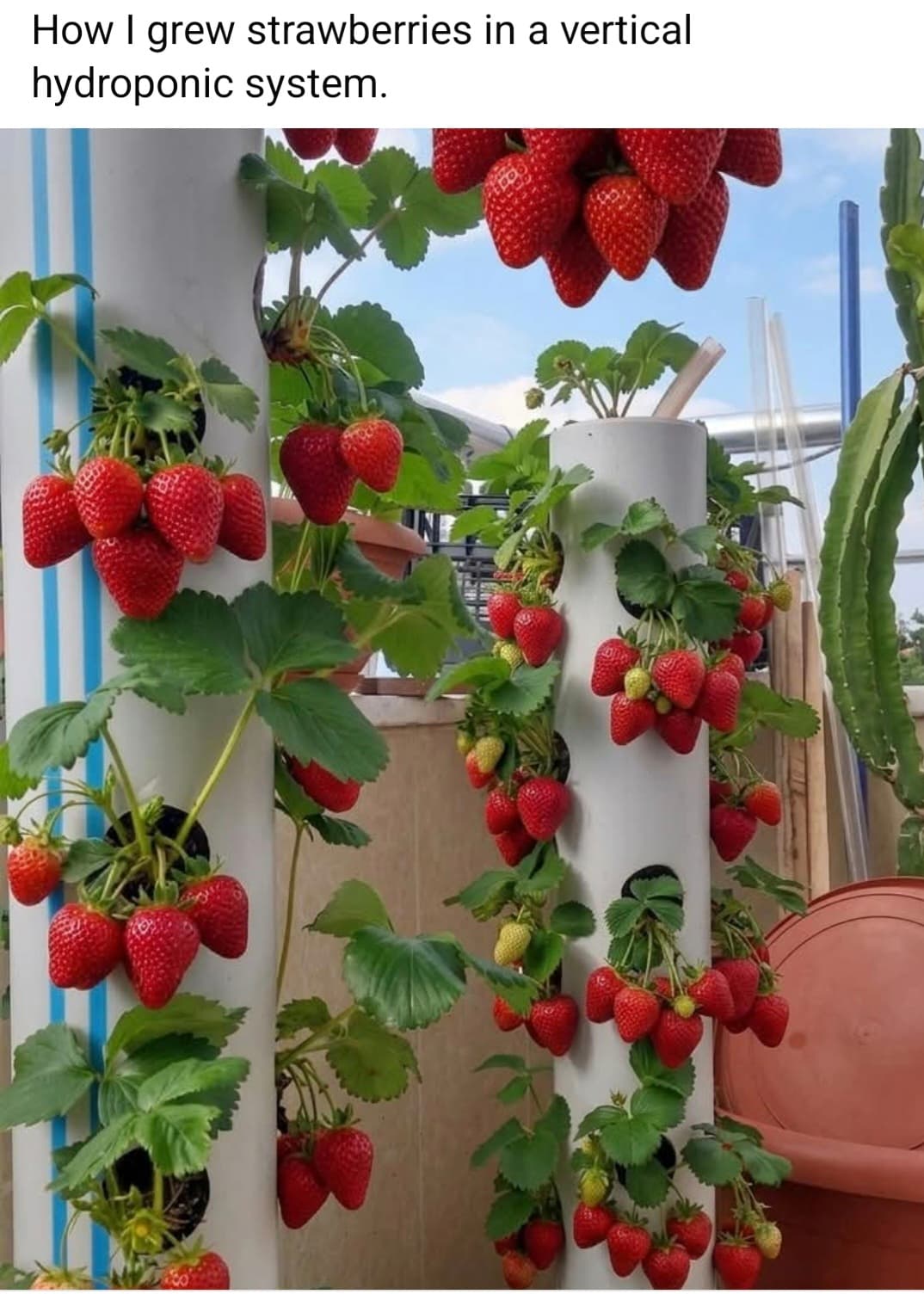 Clusters of ripe red strawberries hanging from green plants in vertical white hydroponic towers.